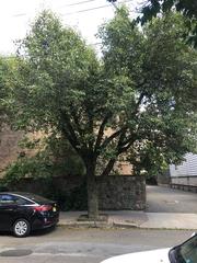 Pyrus calleryana