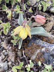 Fritillaria glauca