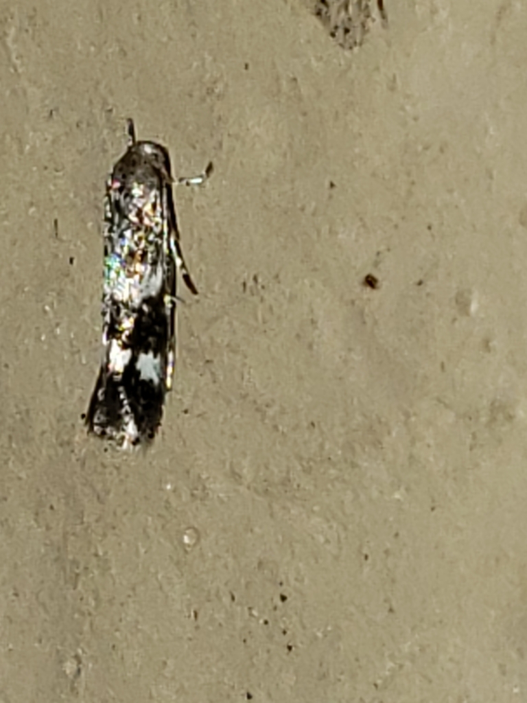 Elachista illectella