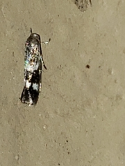 Elachista illectella