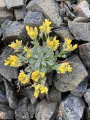 Physaria occidentalis