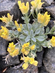 Physaria occidentalis