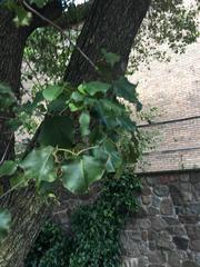 Pyrus calleryana