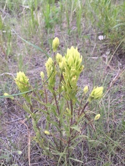Castilleja lutescens