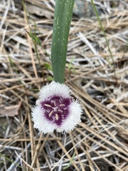 Calochortus elegans nanus