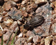 Carabus maeander