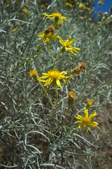 Senecio flaccidus douglasii