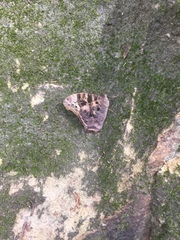 Melanitis leda bankia