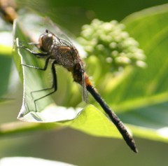 Leucorrhinia proxima