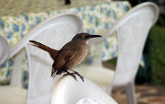 Brown Trembler photo 2