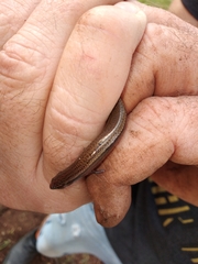 Hemiergis talbingoensis