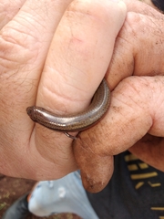 Hemiergis talbingoensis