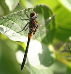 Leucorrhinia proxima