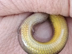 Hemiergis talbingoensis