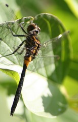 Leucorrhinia proxima