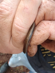 Hemiergis talbingoensis