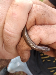 Hemiergis talbingoensis