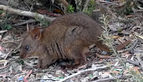 Rufous-bellied Pademelon, photo 5 of 10