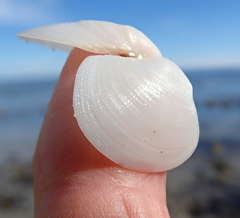 Venerupis galactites