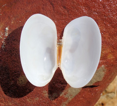 Venerupis galactites