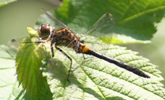 Leucorrhinia proxima