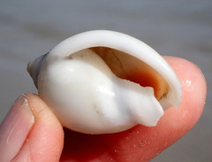 Semicassis semigranosa