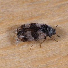 Trogoderma angustum