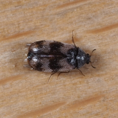 Trogoderma angustum