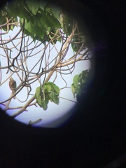 Accipiter badius badius