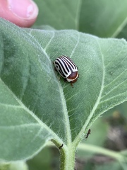 Zygogramma exclamationis