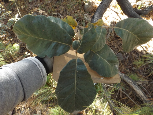 Quercus jonesii