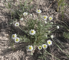 Erigeron canus