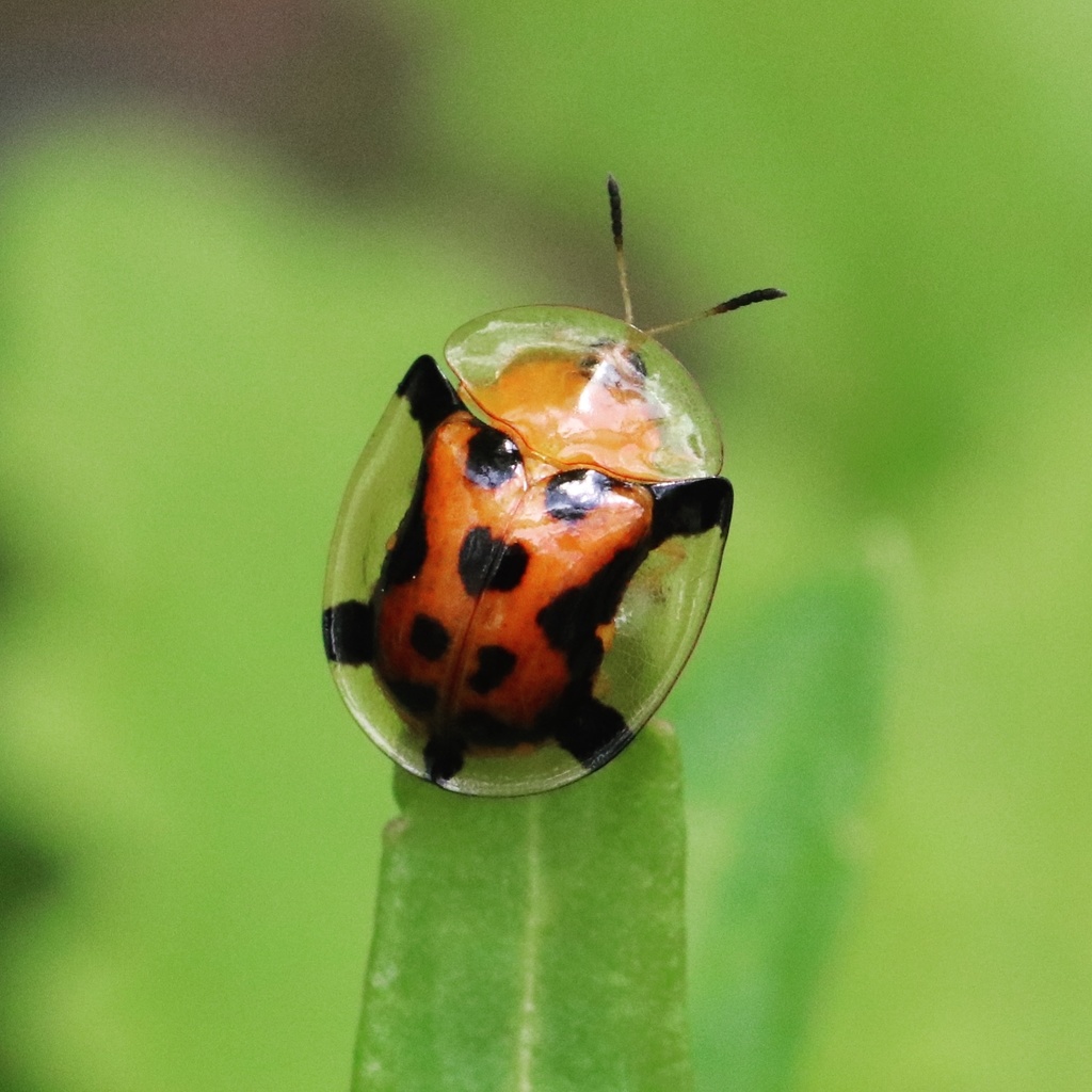 orange tortoise beetle