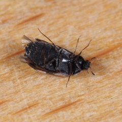 Trogoderma angustum