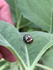 Zygogramma exclamationis