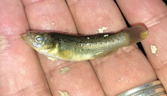 Fundulus pulvereus
