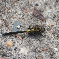 Leucorrhinia proxima