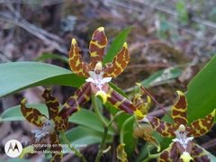 Oncidium hintonii