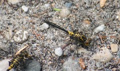 Leucorrhinia proxima