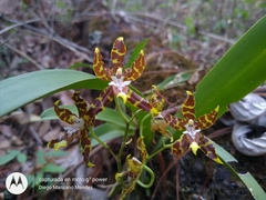 Oncidium hintonii