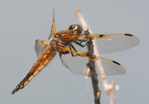 Four-spotted Skimmer (Libellula quadrimaculata), a species recorded in Idaho