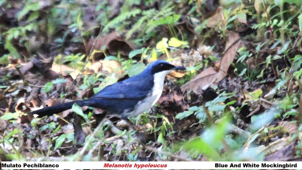 Blue-And-White Mockingbird