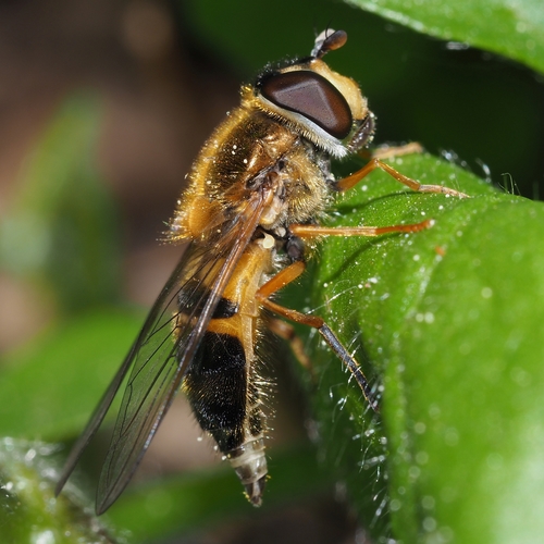 Epistrophe eligans nuotrauka