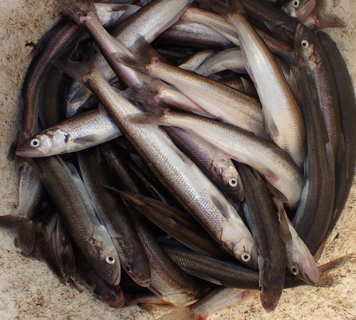 Thaleichthys pacificus