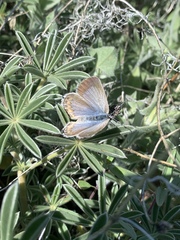 Icaricia icarioides evius