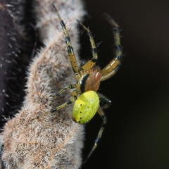 Araniella opisthographa