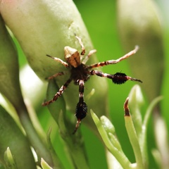 Stephanopis barbipes