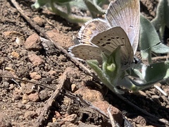 Icaricia icarioides evius