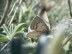 Icaricia icarioides evius