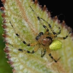 Araniella opisthographa